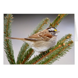 Sparrow in Winter