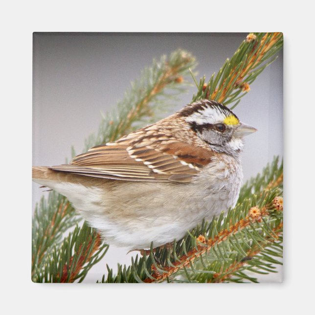 Sparrow in Winter Magnet (Front)