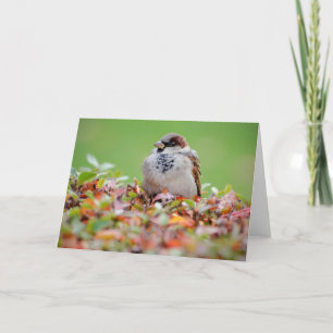 Sparrow on bush card