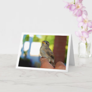 Sparrow on Finger Card