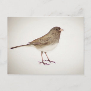Sparrow on Snow-1 Postcard