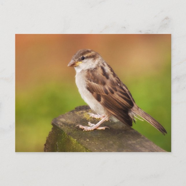 Sparrow on the Fence Postcard (Front)