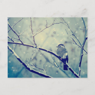 Sparrow on the snowy branch postcard