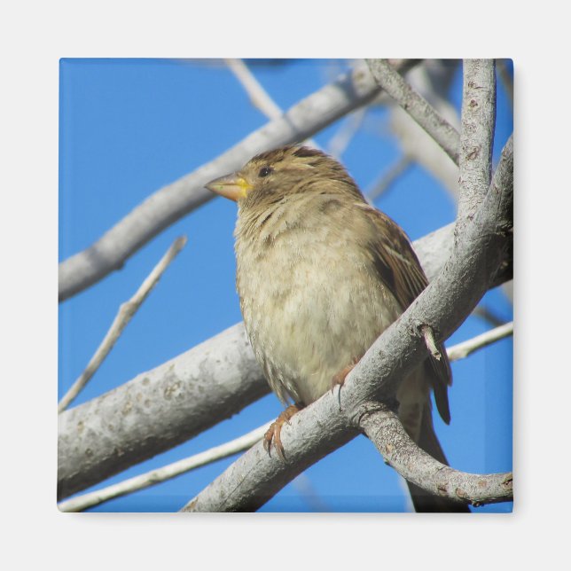 Sparrow on the tree magnet (Front)