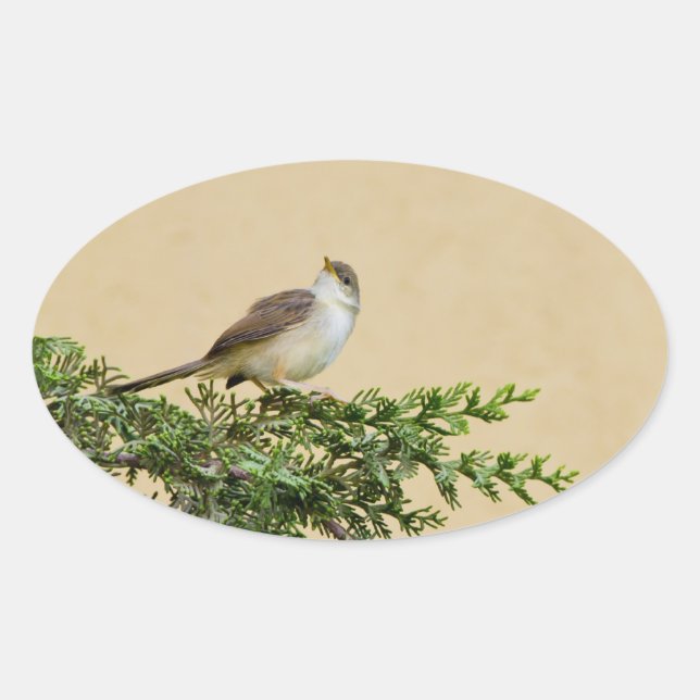 Sparrow  oval sticker (Front)