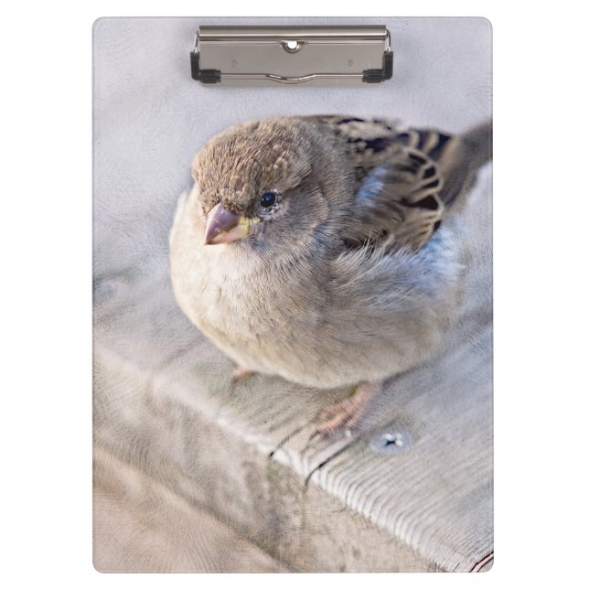 Sparrow - Overweight Clipboard (Front)