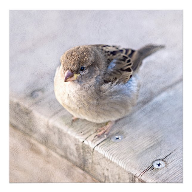 Sparrow - Overweight Photo Print (Front)