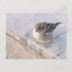 Sparrow - Overweight Postcard