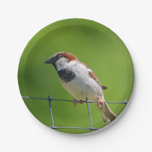 Sparrow Paper Plate