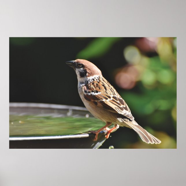 Sparrow Perching On Birdbath Poster (Front)