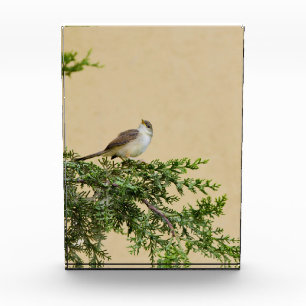 Sparrow photo block
