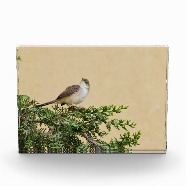 Sparrow  photo block (Front)