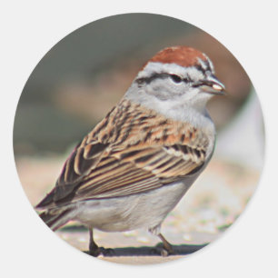 Sparrow photo classic round sticker