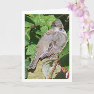 Sparrow Portrait Card