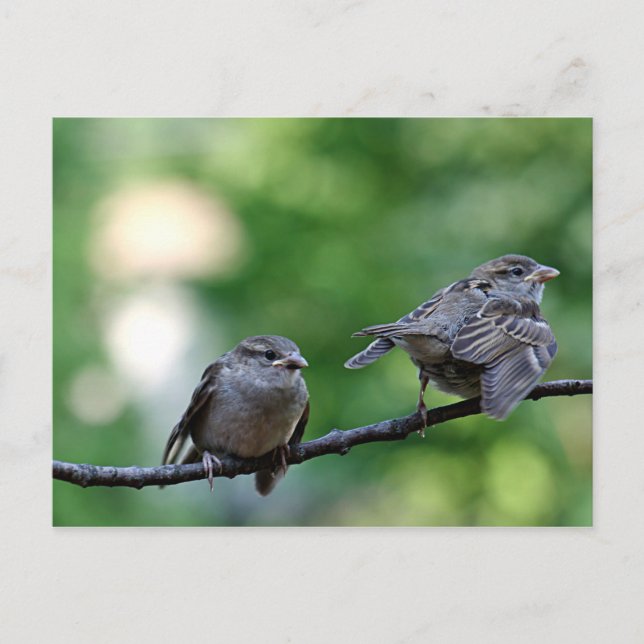 Sparrow Postcard (Front)