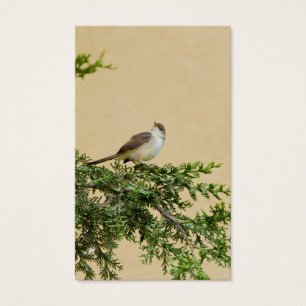 Sparrow Postcard