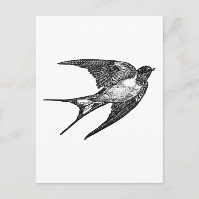 sparrow postcard (Front)