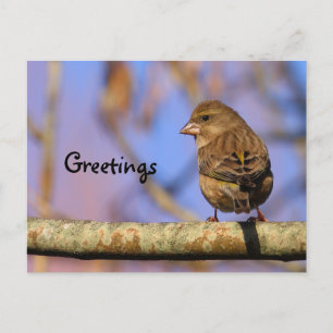 Sparrow Postcard