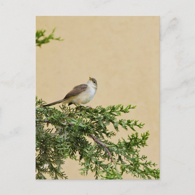 Sparrow Postcard (Front)