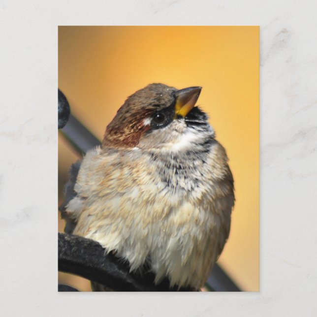 Sparrow Postcard (Front)
