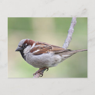 Sparrow Postcard