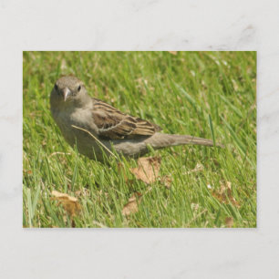 Sparrow Postcard