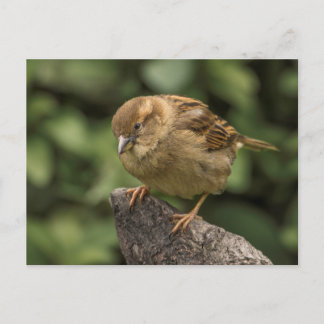 Sparrow Postcard