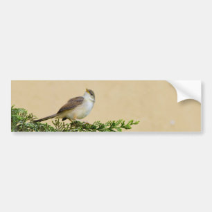 Sparrow Postcard Bumper Sticker