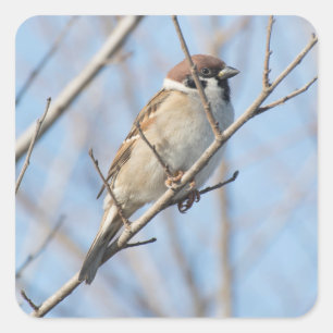 Sparrow Square Sticker