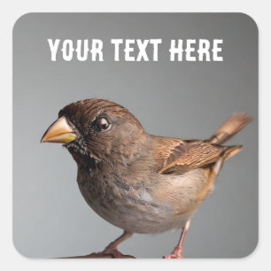 Sparrow Square Sticker