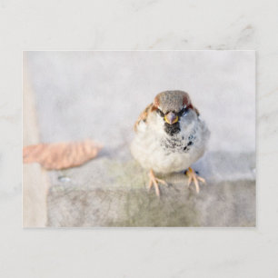 Sparrow - The Warrior Postcard