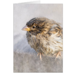 Sparrow - Weather Forecast Epic Fail