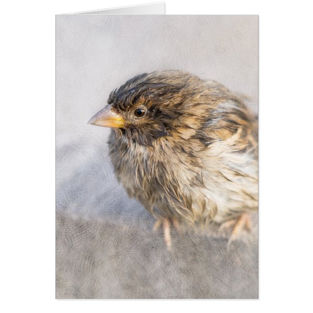 Sparrow - Weather Forecast Epic Fail (Front)