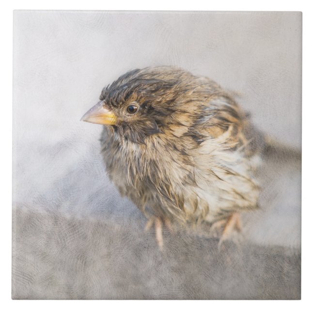 Sparrow - Weather Forecast Epic Fail Tile (Front)