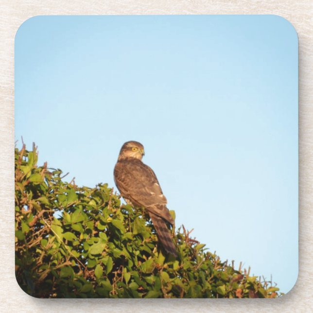 Sparrowhawk Coaster (Front)