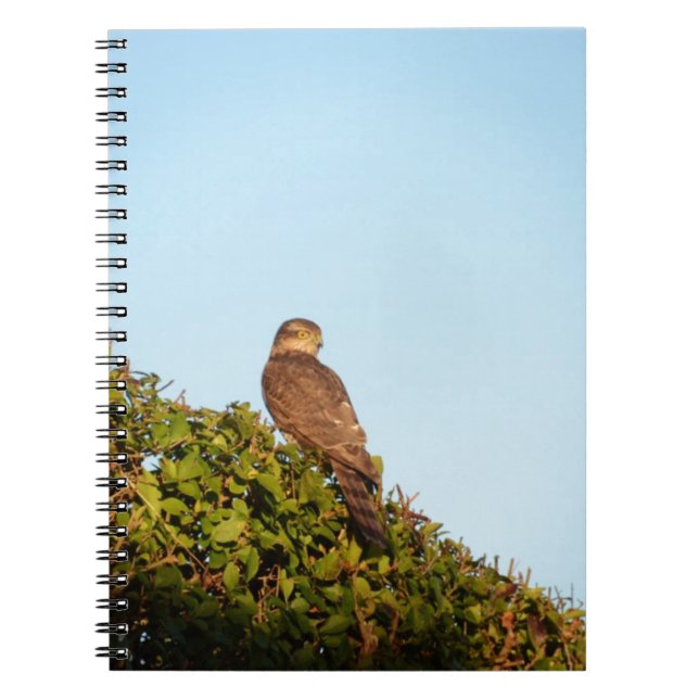 Sparrowhawk Notebook (Front)