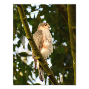Sparrowhawk photo print