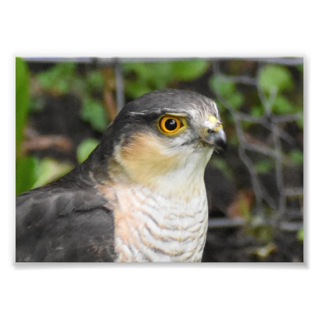 Sparrowhawk  photo print (Front)
