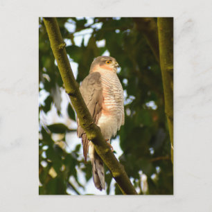 Sparrowhawk postcard