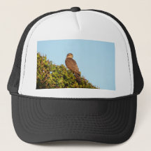 Sparrowhawk