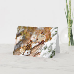 Sparrows In Snow Storm Christmas Greeting Card