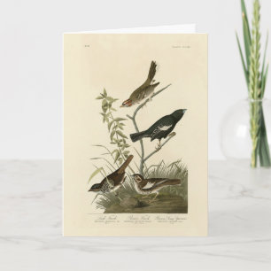 Sparrows, Lark Bunting, Audubon's Birds of America Card