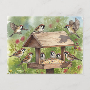 Sparrows with bird feeder Postcard