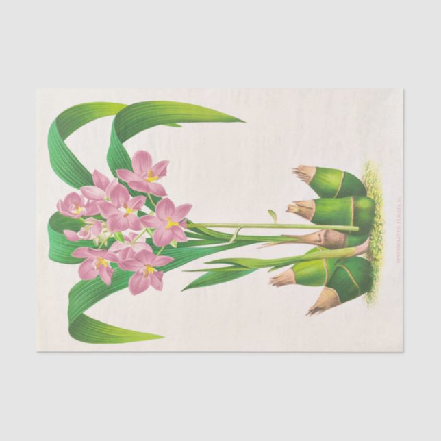 Spathoglottis Plicata (Orchid), Jean Jules Linden Tissue Paper (Front)
