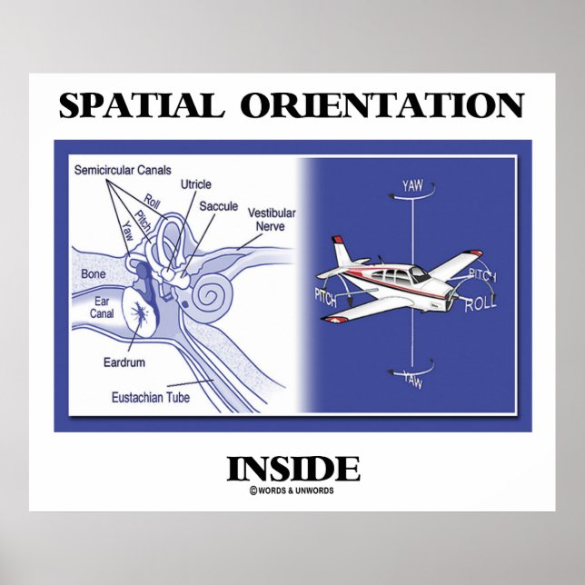 Spatial Orientation Inside  (Ear Anatomy Plane) Poster (Front)