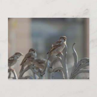 Spatzen Postcard