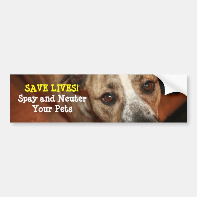 Spay and Neuter! Bumper Sticker (Front)