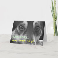 Spay Neuter Adopt Pet Dog Rescue Foster