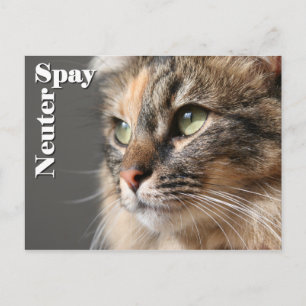 Spay / Neuter Postcard