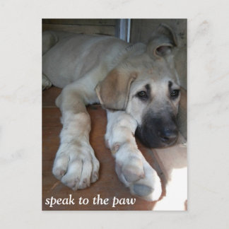 Speak to the paw postcard